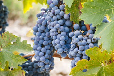 Close-up of grapes growing in vineyard