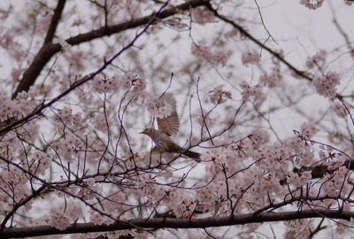 Low angle view of cherry blossoms