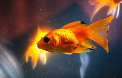 Close-up of fish swimming in tank