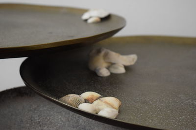 Close-up of shells in plate on table