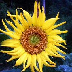 Close-up of sunflower