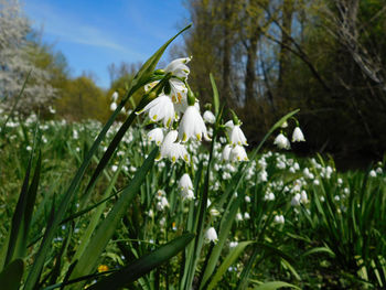 Close-up of white flowering plant