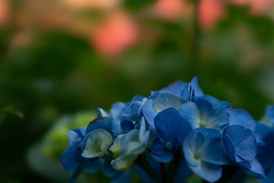 Close-up of purple hydrangea flowers