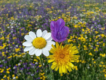 Close-up of flowers