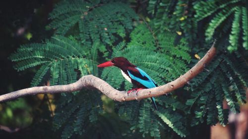 Bird perching on a tree