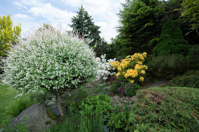 View of flowering plants in garden