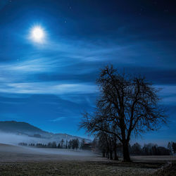 Bare tree on field against sky at night