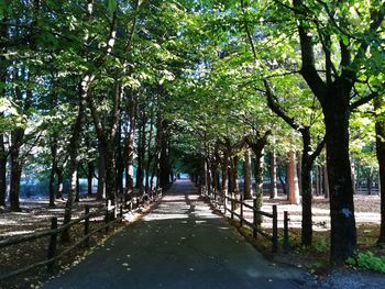 Trees in park
