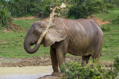 Elephants on field