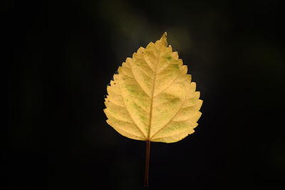 Close-up of leaf against black background