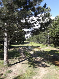 Trees on grassy field