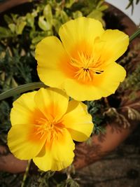 Close-up of yellow flower blooming outdoors