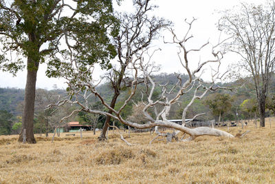 Bare trees on landscape