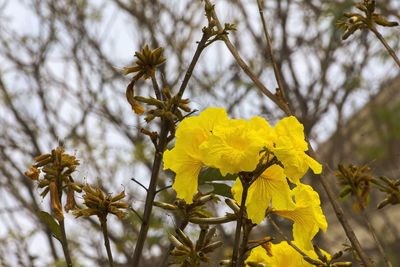 Close-up of yellow flowers
