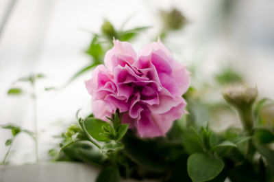 Close-up of pink rose flower