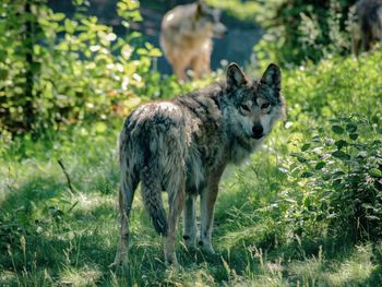 Wolf standing on grassy field