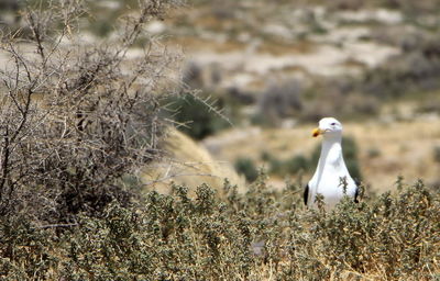 Close-up of bird perching on a land