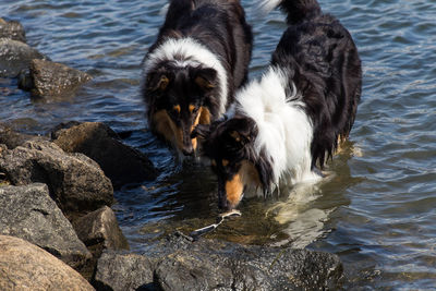 High angle view of a dog in water