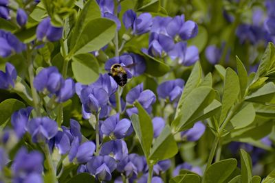 Bee pollinating on purple flowering plants