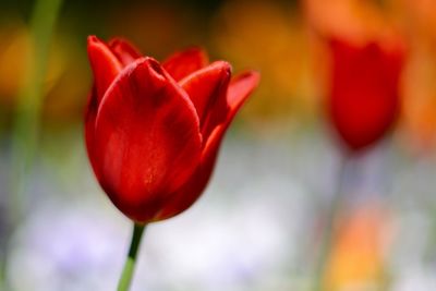 Close-up of red poppy blooming outdoors