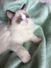 Close-up of cat