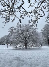 Snow covered trees on field against sky