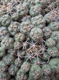 Full frame shot of barrel cactus