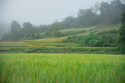 Scenic view of agricultural field