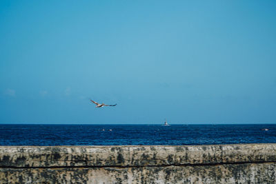 Seagull flying over sea against sky