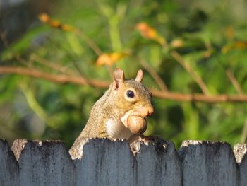 Close-up of squirrel