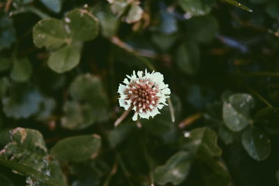 Close-up of white flowers