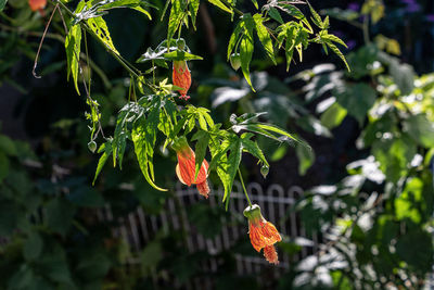 Close-up of plant