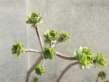 Succulent plant growing against wall