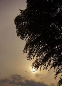 Low angle view of trees against sky