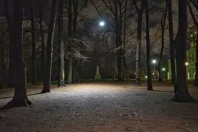 Illuminated trees at night