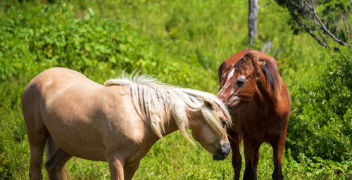 Horses in a field