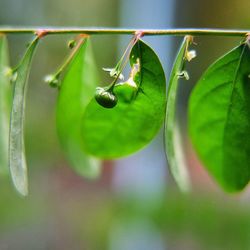 Close-up of insect on plant
