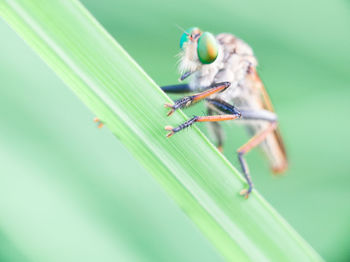 Close-up of insect on leaf