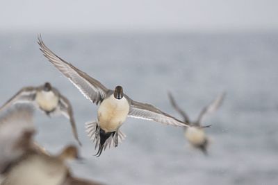 Close-up of bird flying during winter