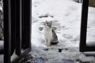 White cat sitting on snow