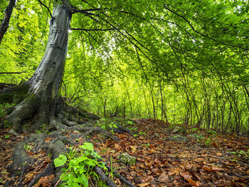 Trees growing in forest