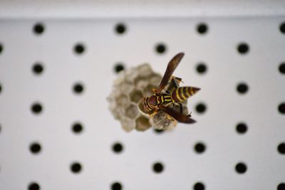 Close-up of spider on plant