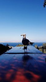 Seagull on a lake