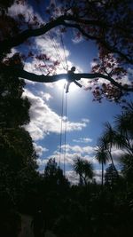 Low angle view of trees against cloudy sky