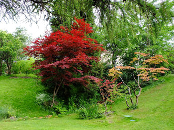 Trees growing in park