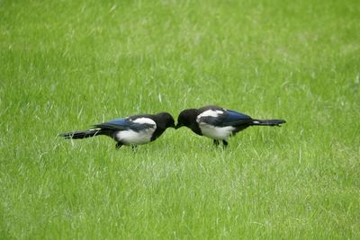 View of birds on grass