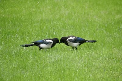 Pair of magpies 