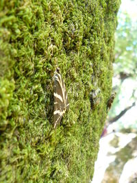Plants on tree