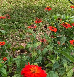 High angle view of red flowering plants on field