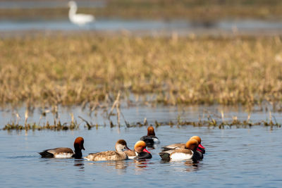 Ducks swimming in lake